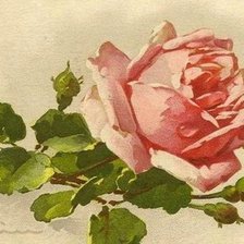 Оригинал схемы вышивки «Розовая роза» (№604303)