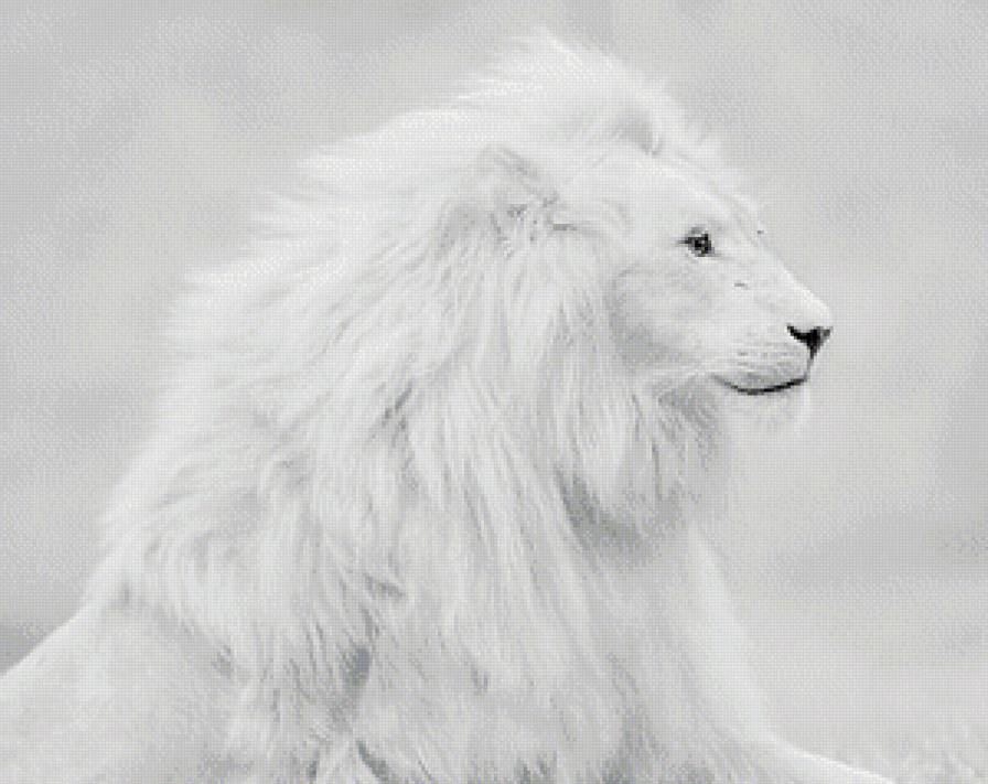 белый лев монохром - царь, лев, животные, монохром, звери - предпросмотр