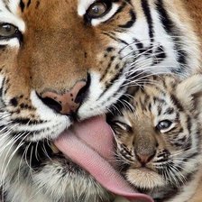 тигрица с тигрёнком