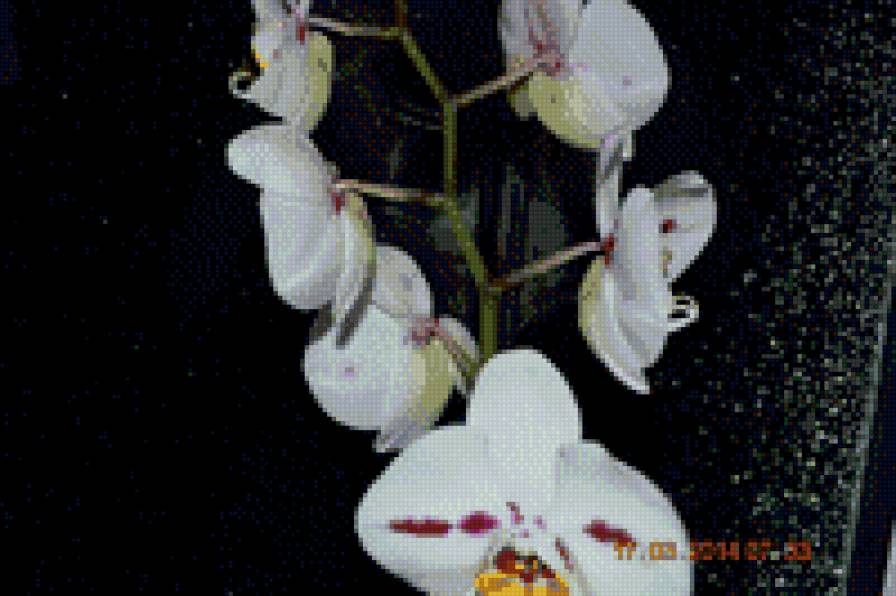 моя орхидея - орхидеи - предпросмотр