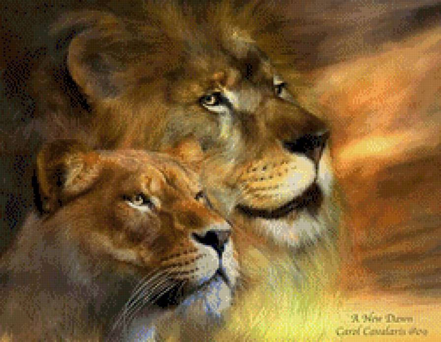 львиная пара - животные, львы - предпросмотр