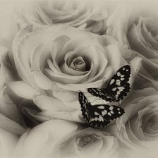 Оригинал схемы вышивки «Бабочки на розах.» (№606089)