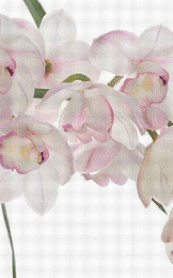 Белые орхидеи - цветы, орхидеи - предпросмотр