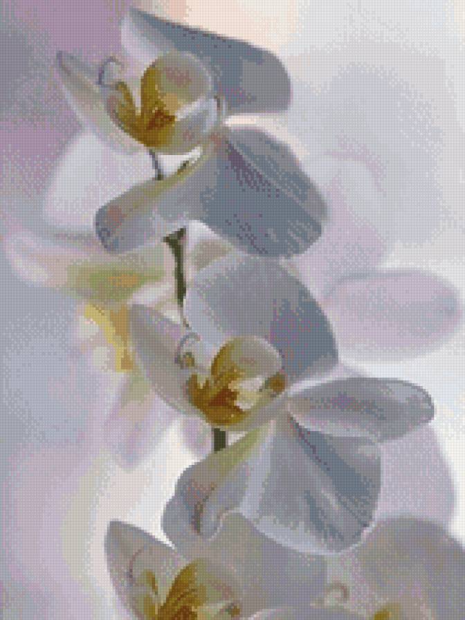 Белые орхидеи - орхидеи, цветы - предпросмотр