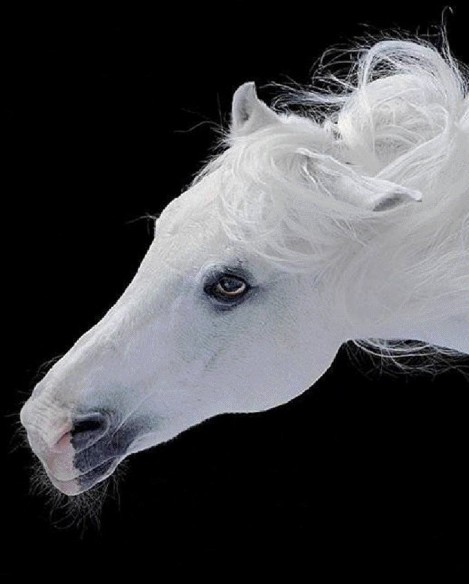 лошадь - черно белое, забавные животные, животные, лошади - оригинал