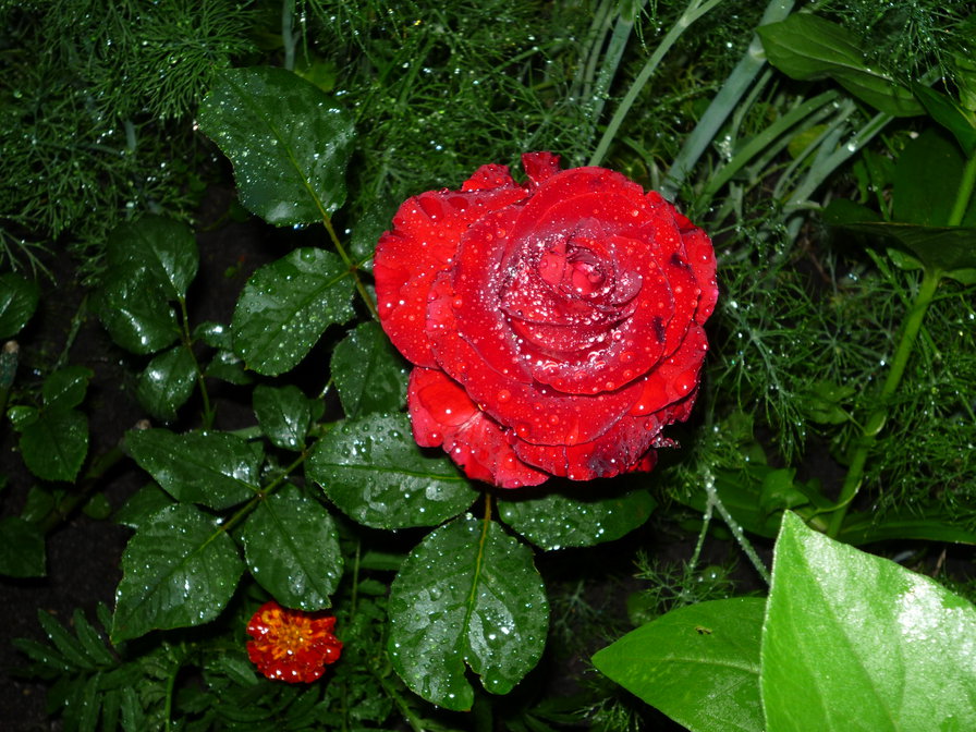 Роза после дождя - оригинал
