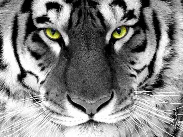 тигр - белый - оригинал