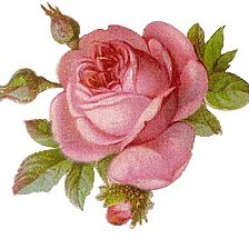 Оригинал схемы вышивки «роза» (№607458)