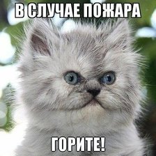 Котя