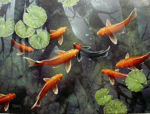 9 рыбок кои - кои, рыбы - оригинал