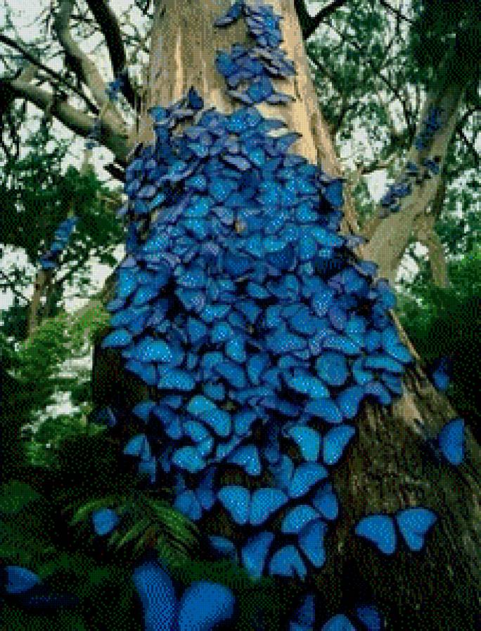 скопление бабочек - бабочки, насекомые - предпросмотр