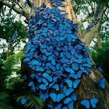 Схема вышивки «скопление бабочек»