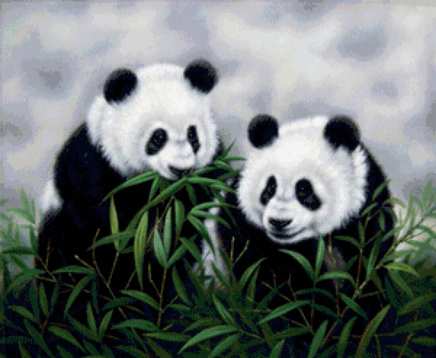 панда - животные, панда - предпросмотр
