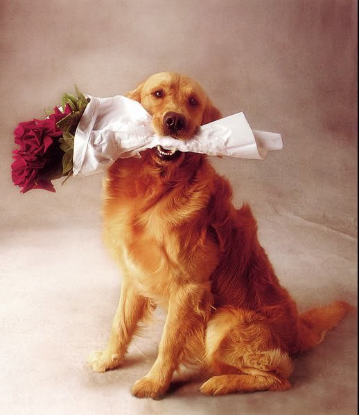 собака с цветами - цветы, животные, собака, букет - оригинал