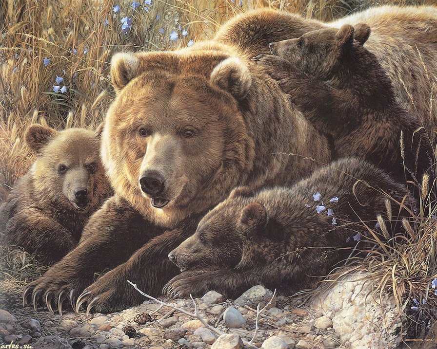 медведица с медвежатами - медведи, медвежата - оригинал