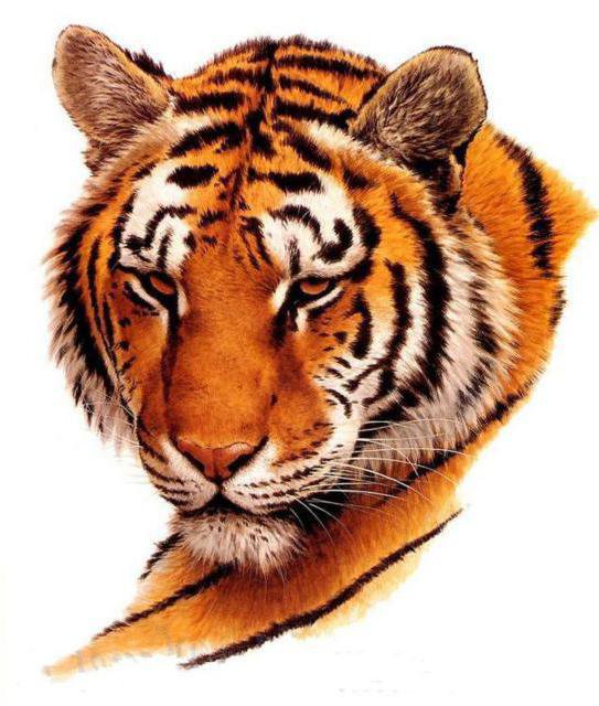 Тигр - дикие животные, тигр, полосатый, кошки - оригинал