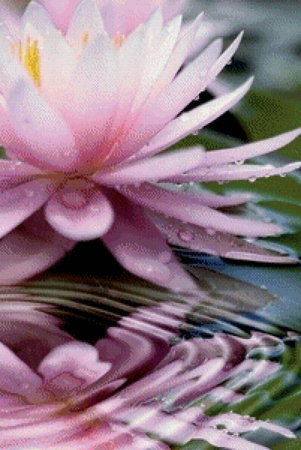 №611162 - водяная лилия, цветок, отражение - предпросмотр