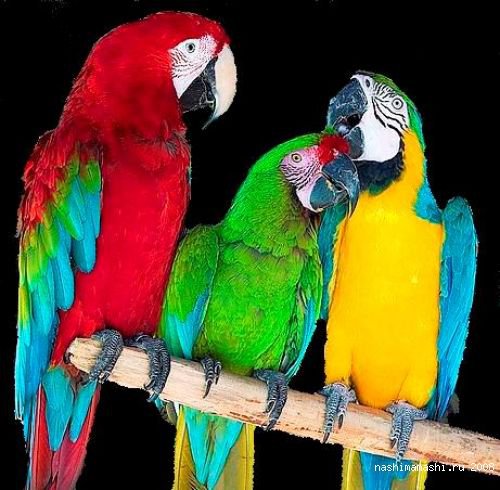 попугаи - попугаи, птицы - оригинал