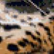Предпросмотр схемы вышивки «леопарды» (№611346)