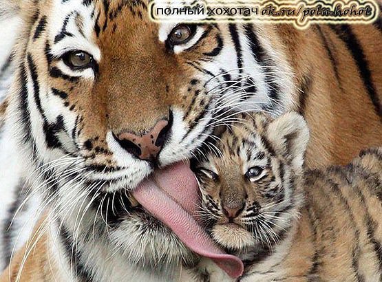 Мой любимый сынок - ласка, любовь, тигры, семья - оригинал