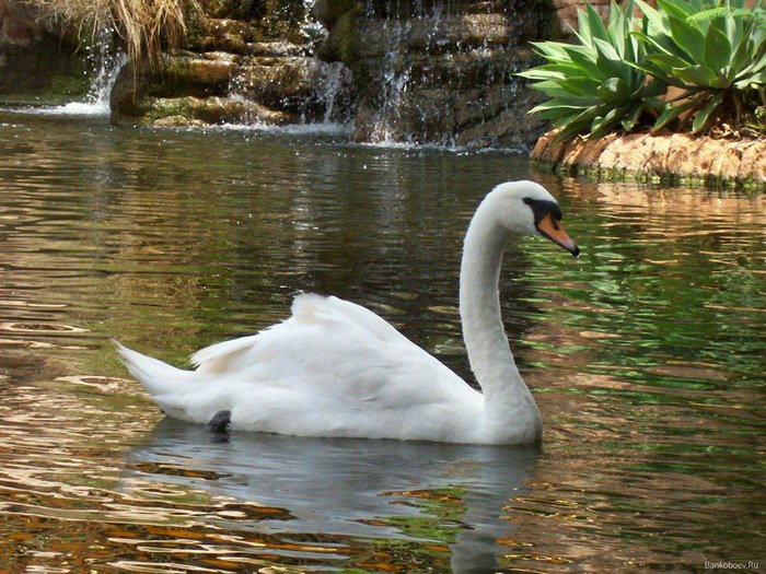 лебедь - вода, пруд, птица, природа - оригинал