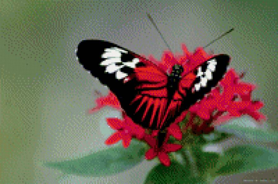 бабочка на цветке - бабочка, цветок, природа - предпросмотр