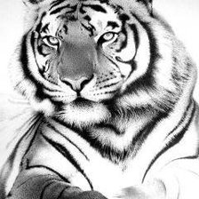 Оригинал схемы вышивки «тигр» (№613835)