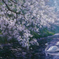 лебеди в весеннем пруду