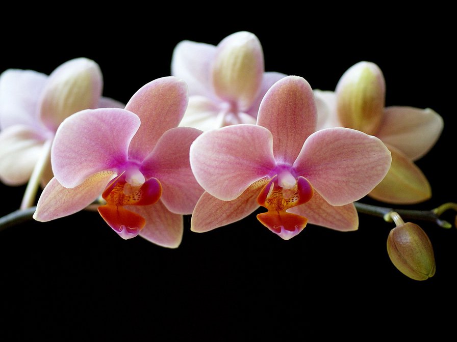 орхидея - цветы, орхидея - оригинал