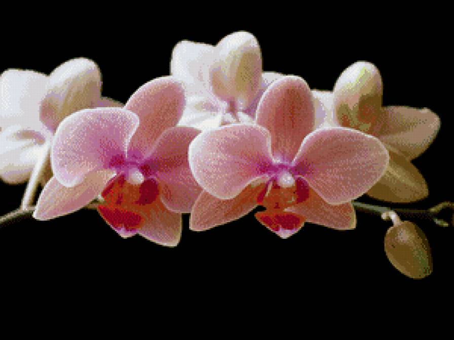 орхидея - цветы, орхидея - предпросмотр