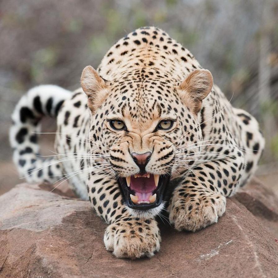 леопард - кошки, животные - оригинал