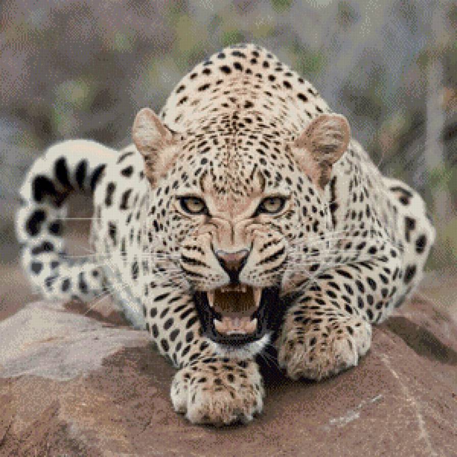 леопард - животные, кошки - предпросмотр