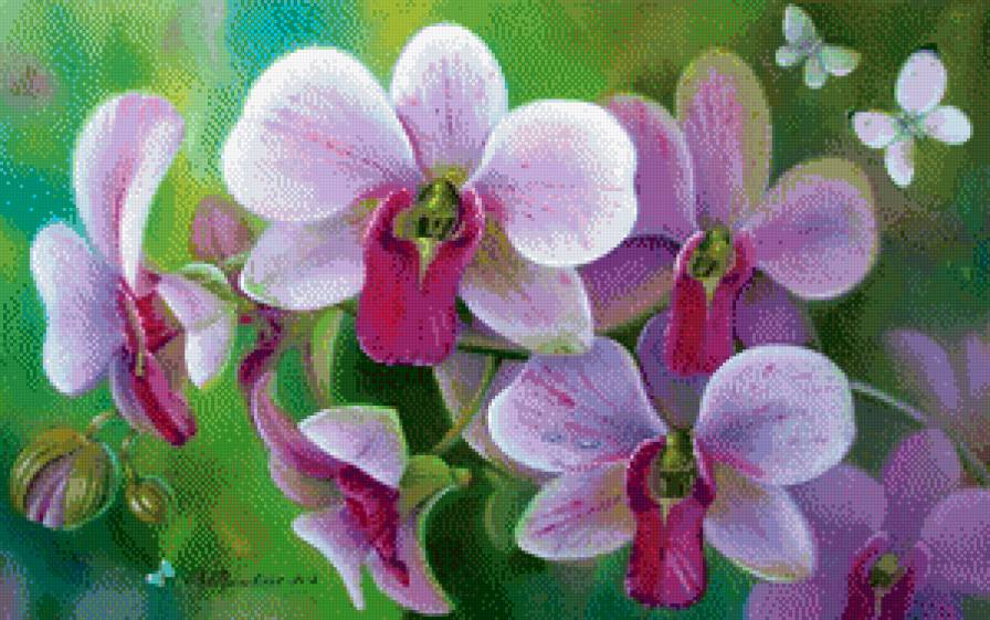 Орхидеи - орхидеи, цветы - предпросмотр