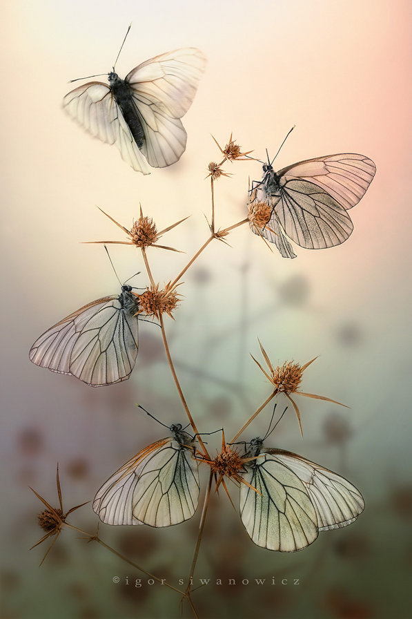 бабочки - бабочки, природа, насекомые - оригинал