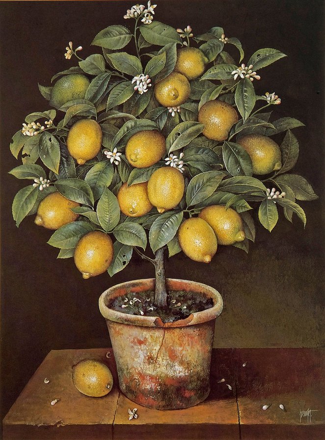 лимонное дерево - лимон, растения, цветы - оригинал