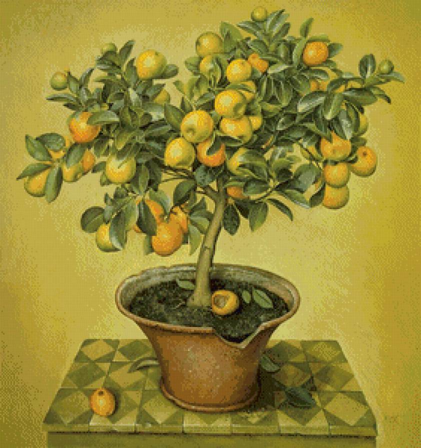лимонное дерево - дерево, лимон, растения - предпросмотр