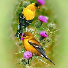птицы и цветы