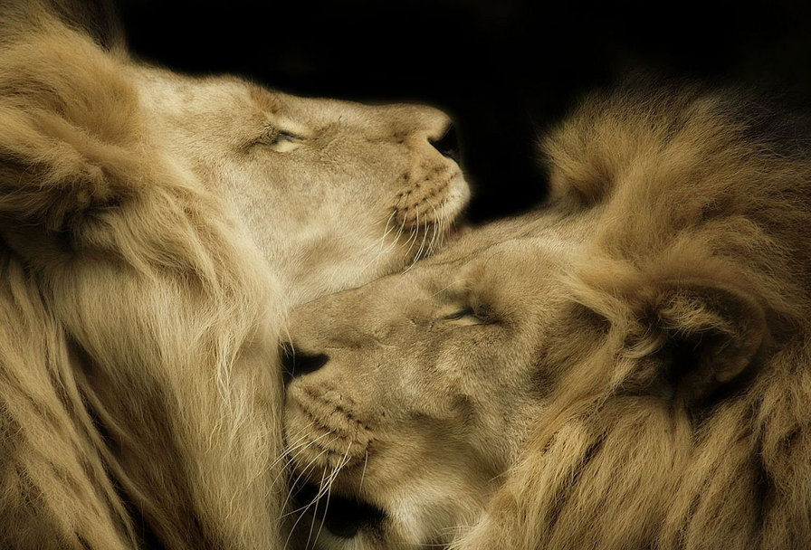 Два брата - львы - лев, большие кошки, хищник, животные - оригинал