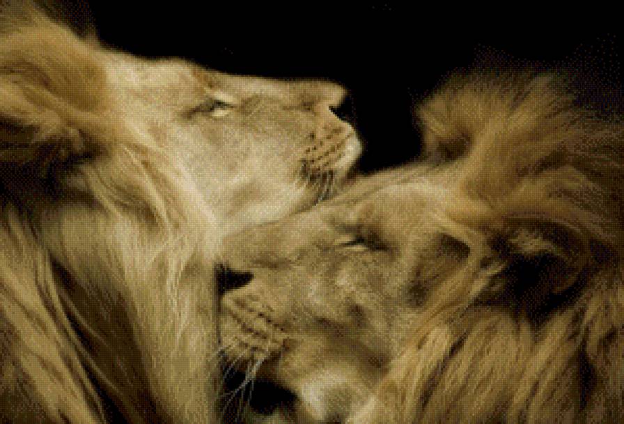 Два брата - львы - животные, большие кошки, лев, хищник - предпросмотр
