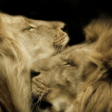 Два брата - львы