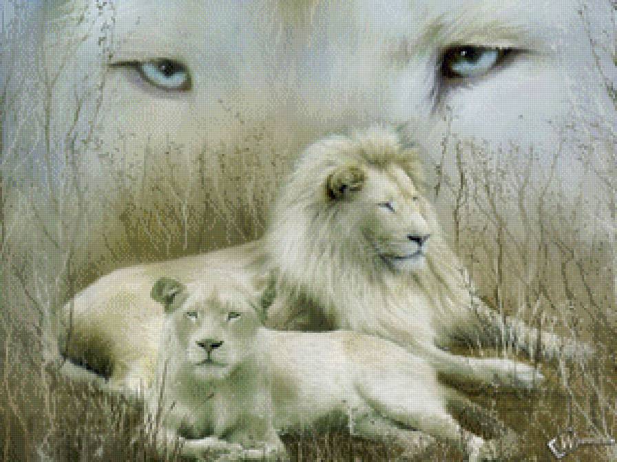 Романтическая пара - белые львы - хищник, животные, лев, большие кошки - предпросмотр