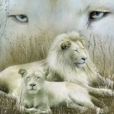 Романтическая пара - белые львы
