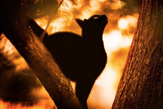 черная кошка на дереве - оригинал