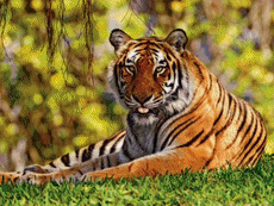 тигр - полосатый, тигр - предпросмотр