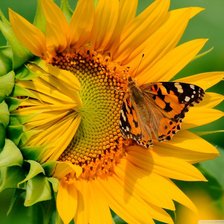 Sunflower with a Butterfly