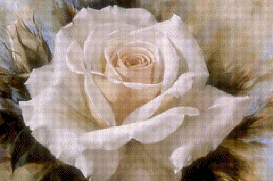 белая роза - цветы - предпросмотр