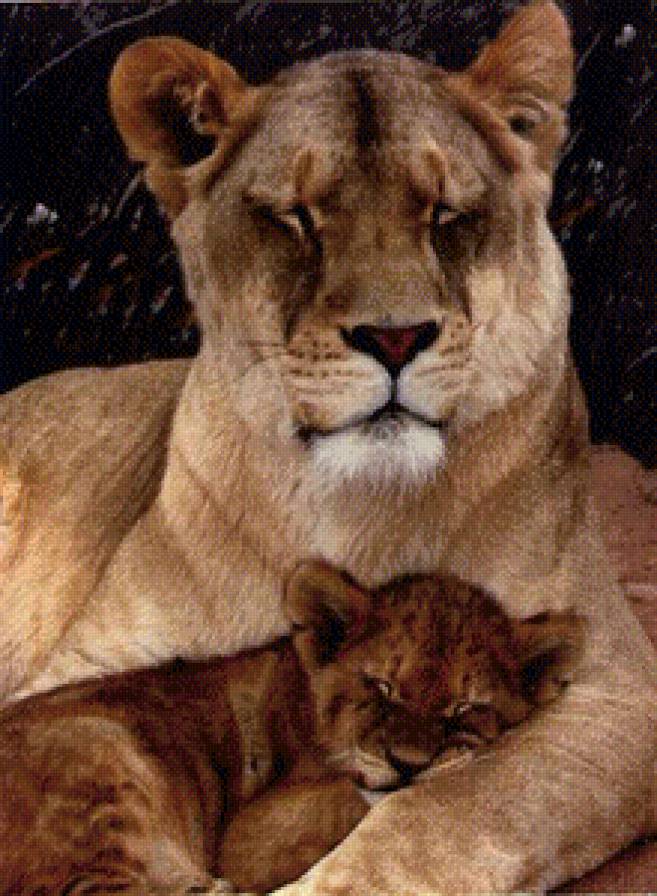 Сладкий сон - животные, хищник, лев, большие кошки - предпросмотр
