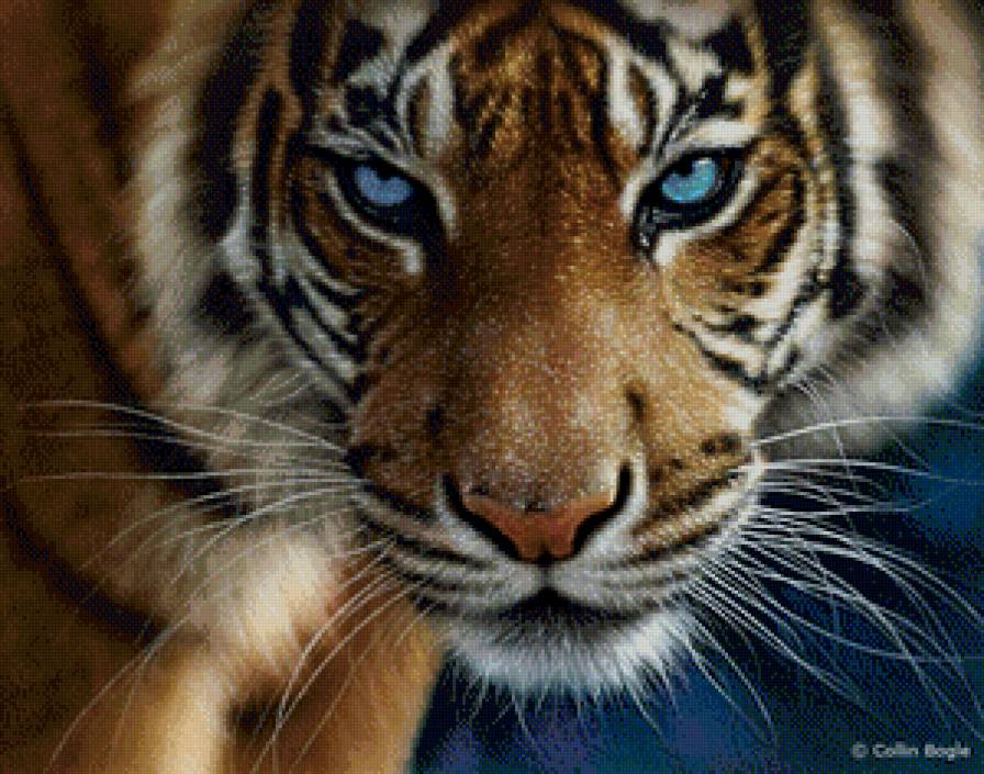 Взгляд-тигра - животные, большие кошки, тигр, хищник - предпросмотр