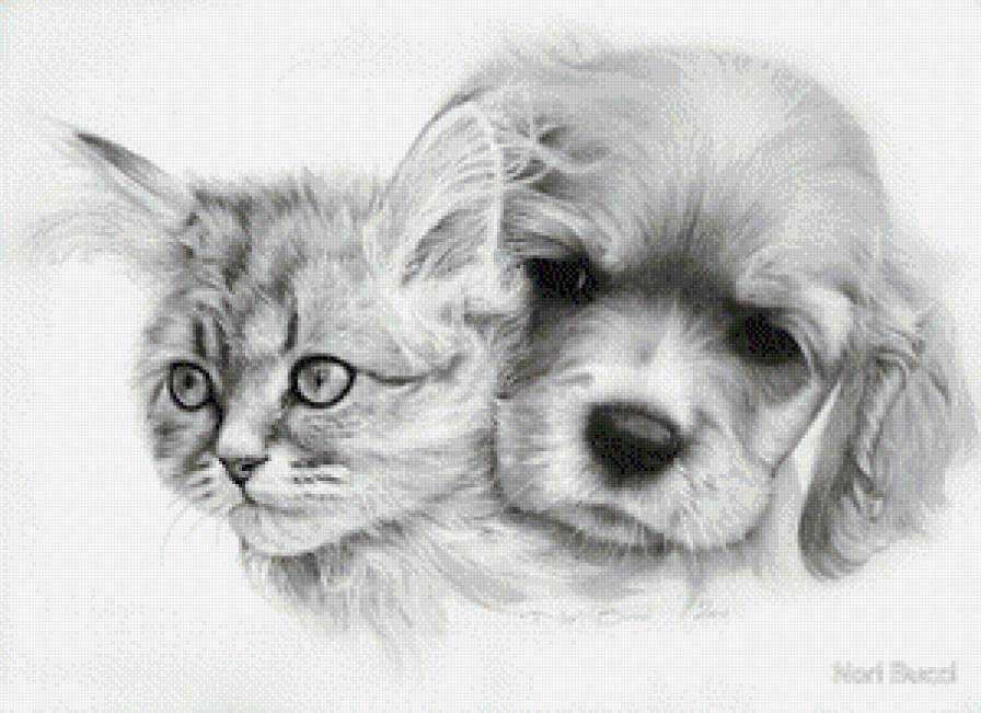монохром - монохром, котенок, черно-белая, собака, друг - предпросмотр