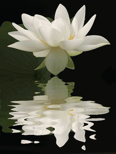 отражение - картина цветы - оригинал